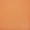Adaptation Apricot
